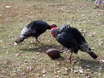 thomas-turkey-thanksgiving-football-582604_jpg_240x180_q85