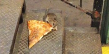 Pizza Rat has lost his taste for New York sports.