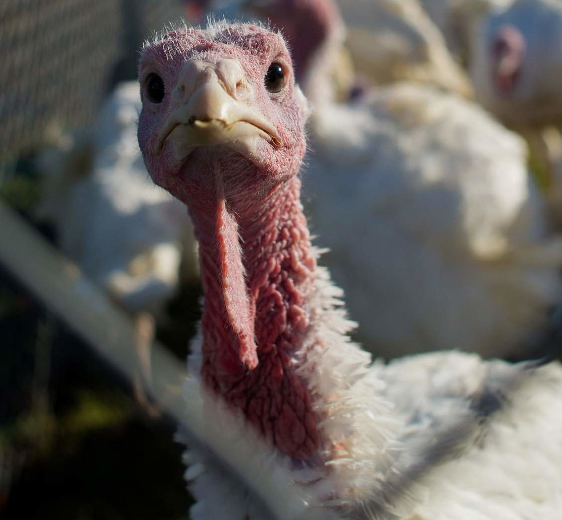 Mets-Frazier-Frustration, Thanksgiving Turkeys in Sports, Meet_The_Matts